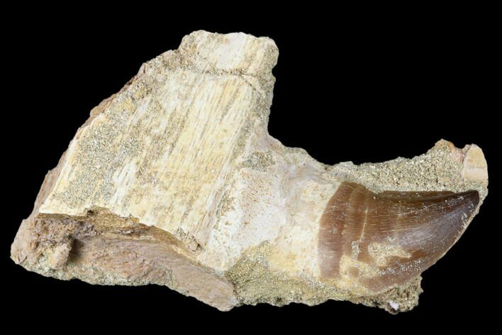 Fossil Mosasaur (Prognathodon) Jaw Section with Tooth - Morocco #174340